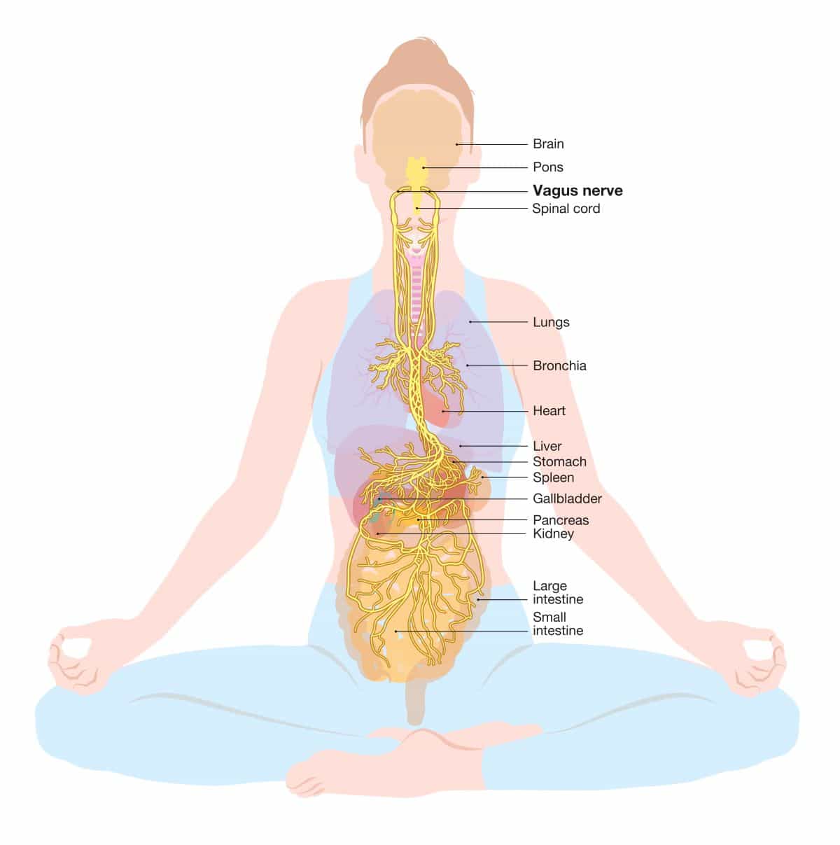 Vagus Nerve